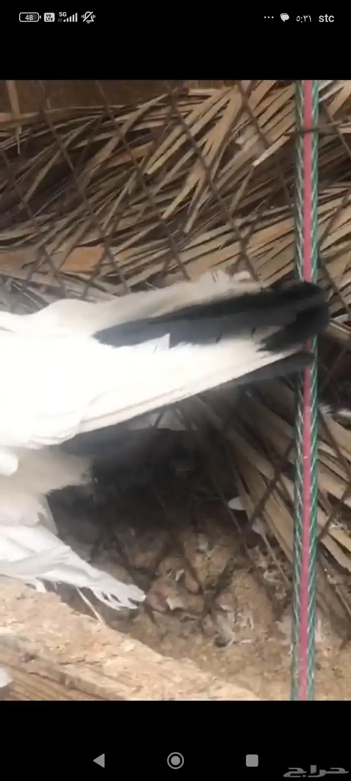 حمام قلاب روسي مذيل 3