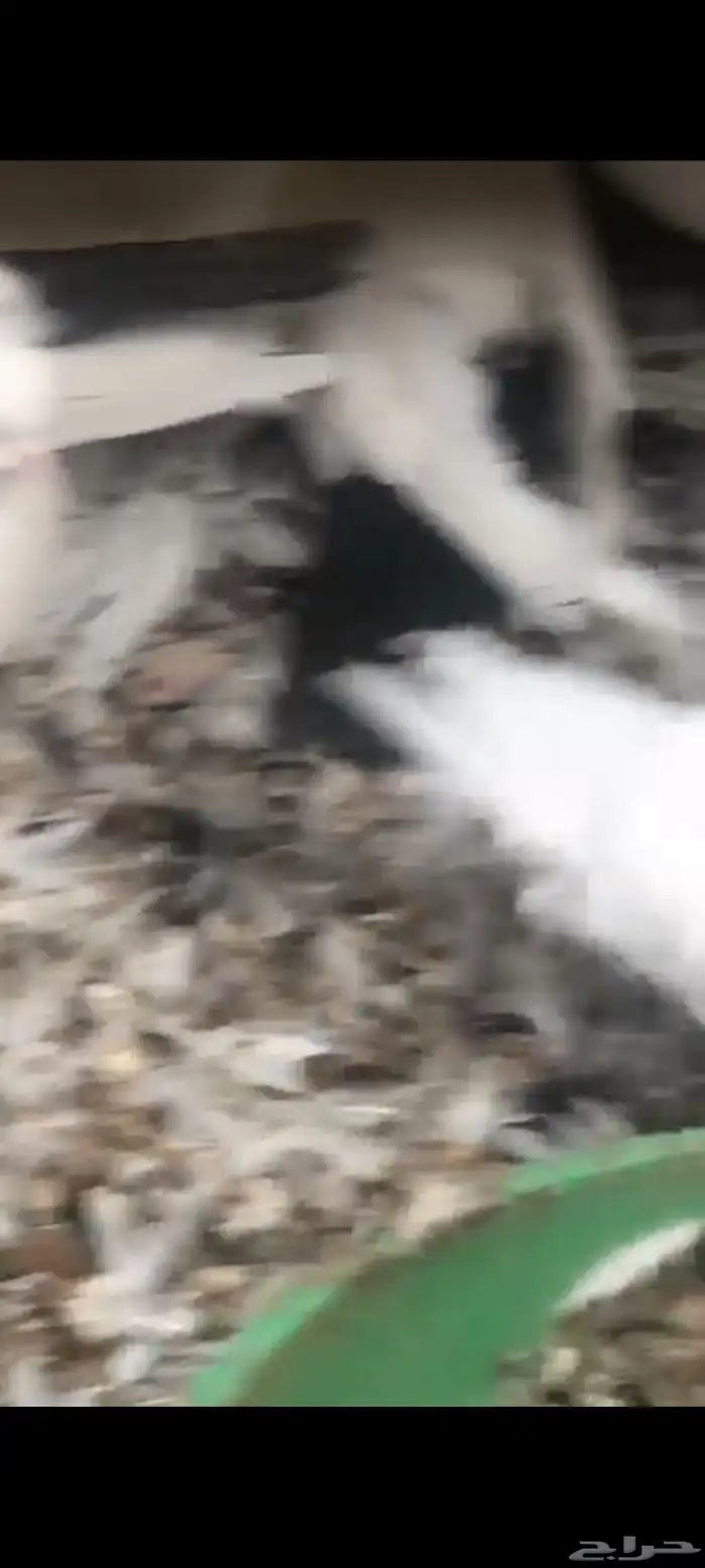 حمام قلاب روسي مذيل 4