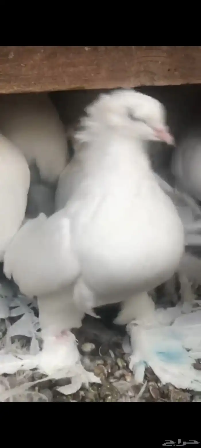 حمام قلاب روسي مذيل 1