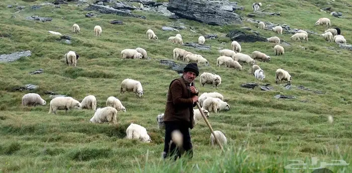 يوجد لدينا راعي غنم الجنسية باكستاني 0