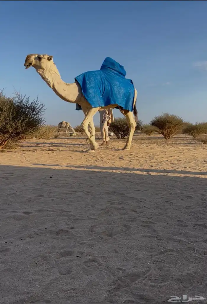 بعير رماني منتج 0