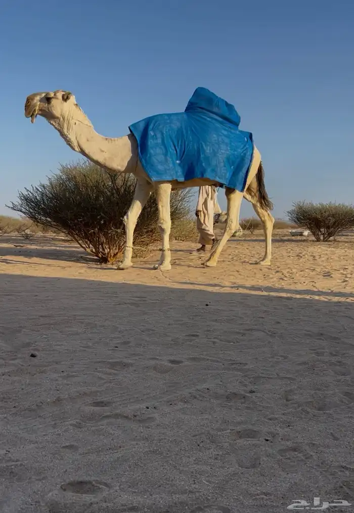 بعير رماني منتج 1