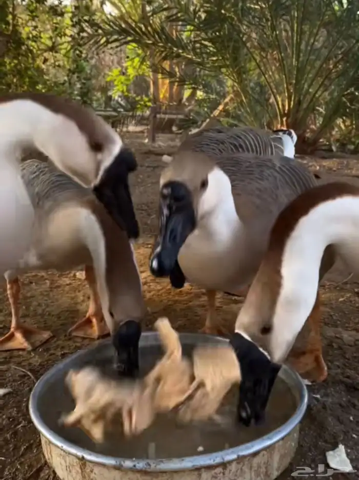 بط العراقي 1