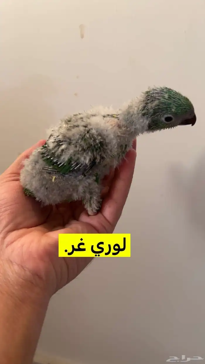 فروخ لوري سكالي. 1