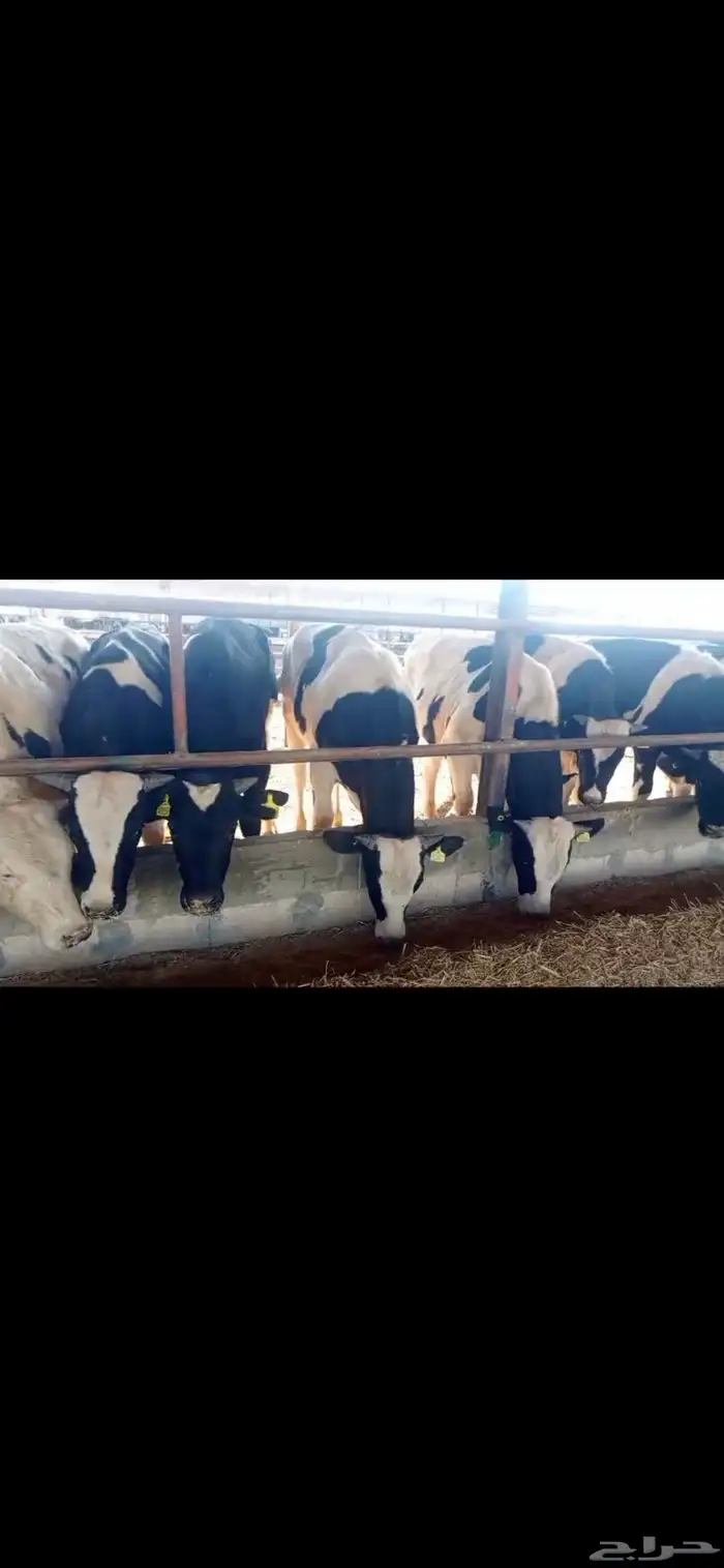 عجول هولندي ( هولشتاين) 0
