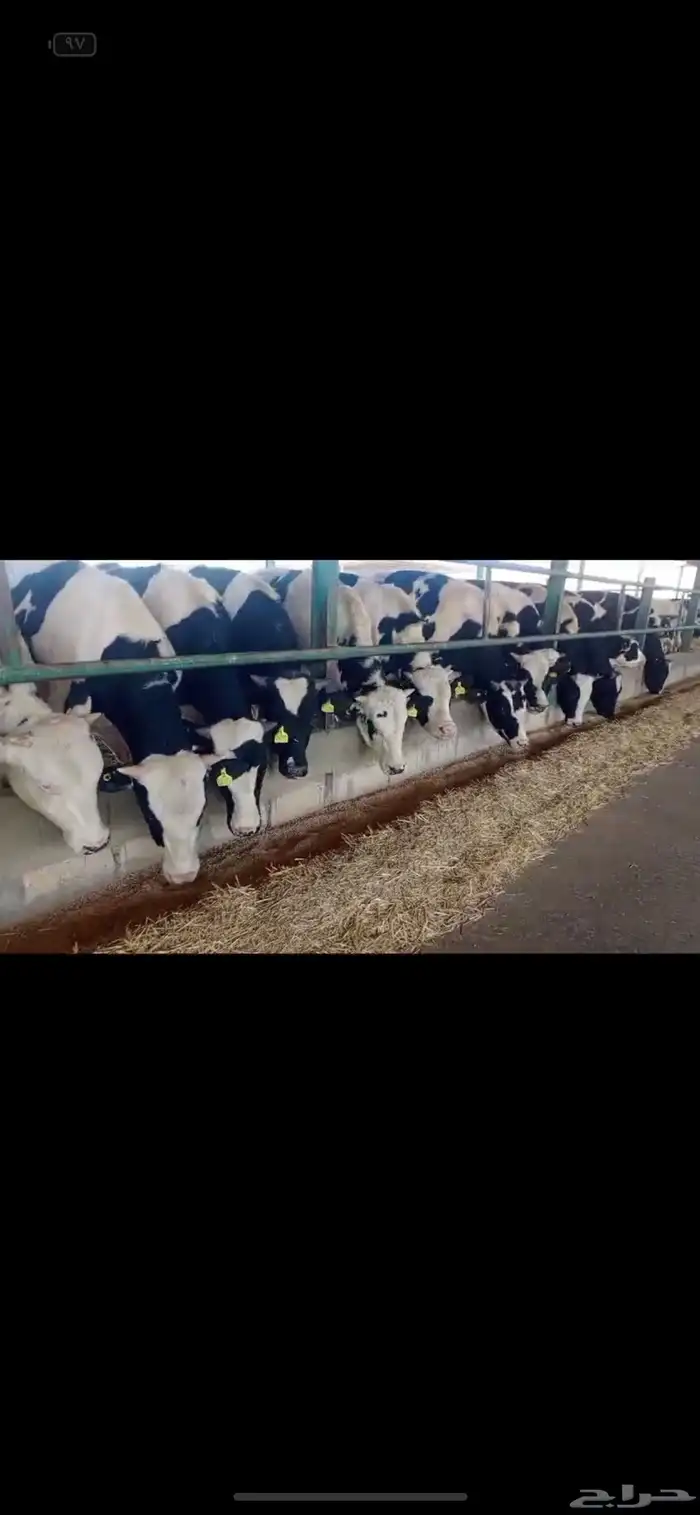 عجول هولندي ( هولشتاين) 1