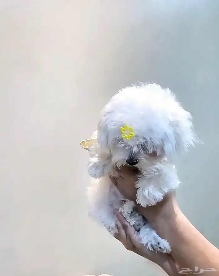 للبيع جراء كلاب صغيرة منزلية 26