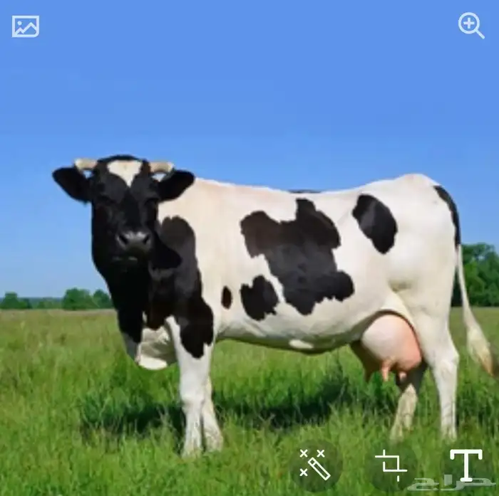 حليب بقر طازج من مزارعنا 2