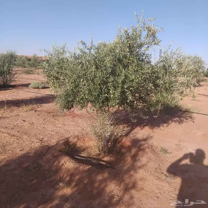 زيتون معمر لتوصل علا 2