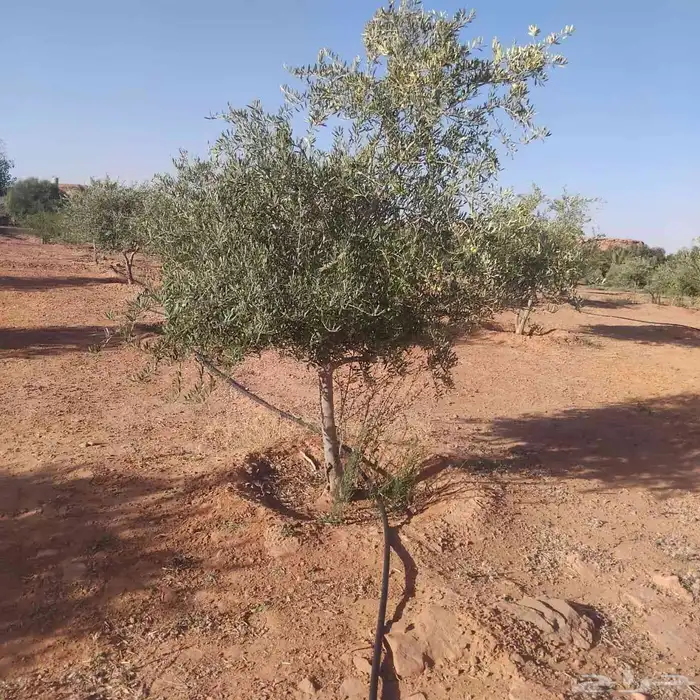 زيتون معمر لتوصل علا 3