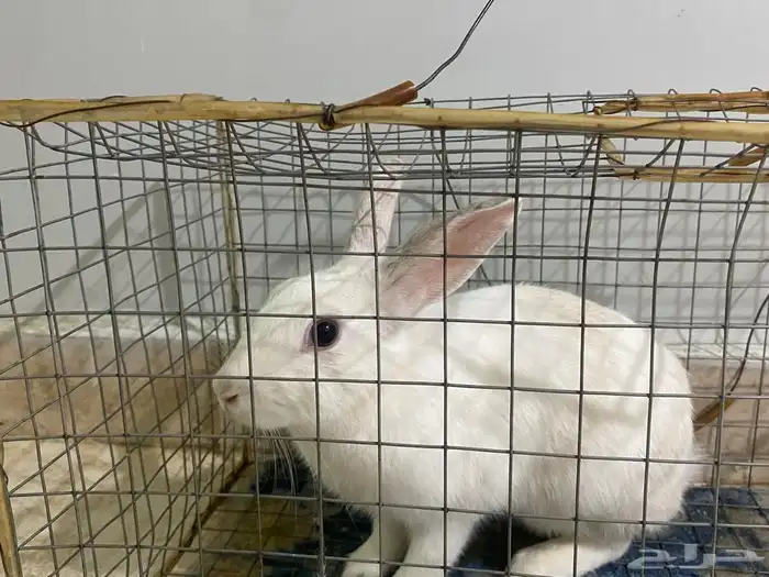 ارنب للبيع 0