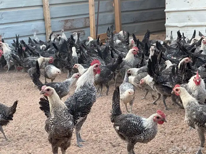 دجاج فيومي شبابي بشاير توب التوب 0