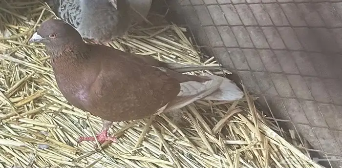 للبيع شبك ثلاثه في اثنين ارتفاع متر به زوجين ودجاجتين بلدي 5