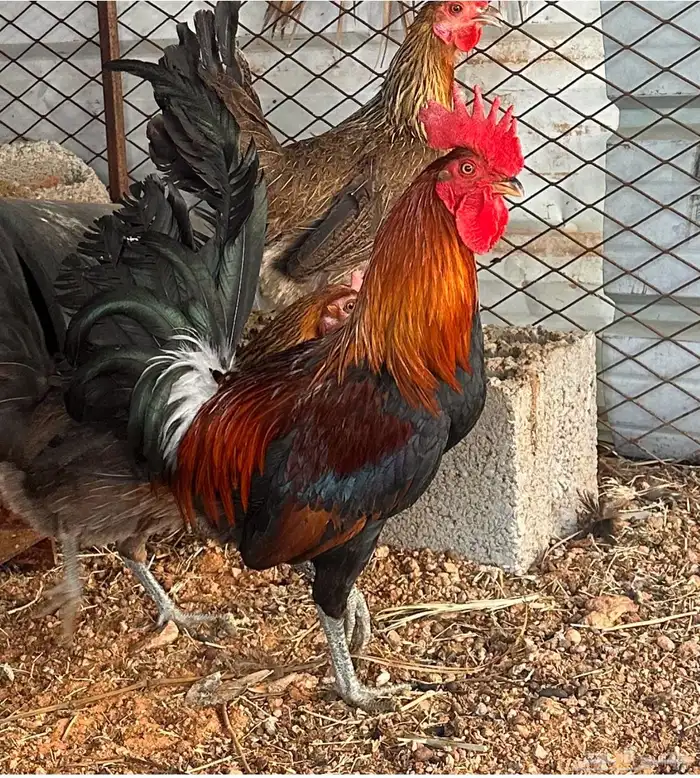 دجاج عربي قديم 0