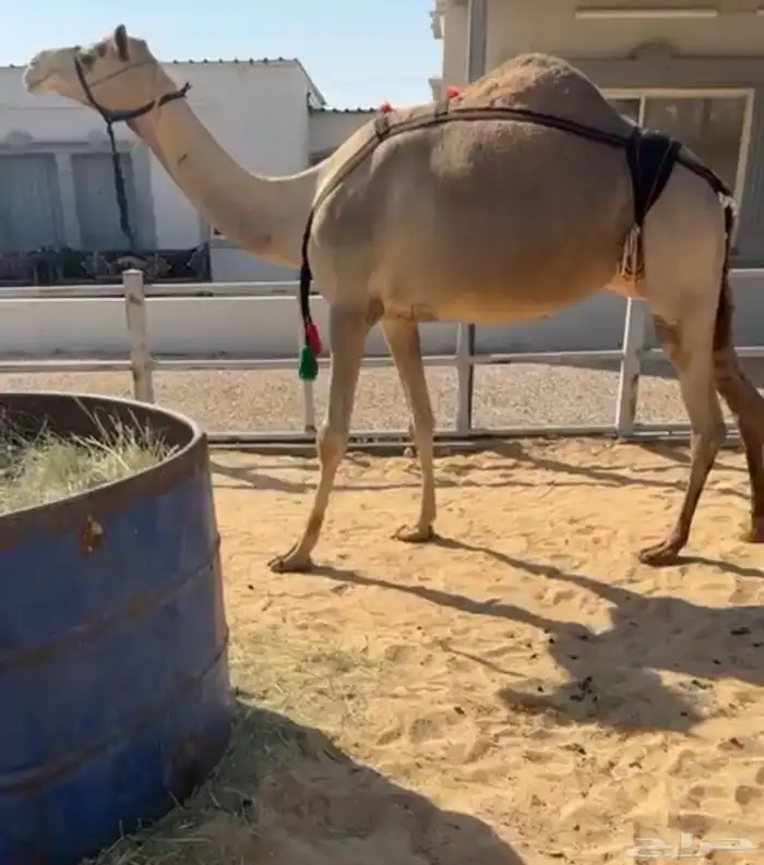 خلفه ثنو هديه فالحليب و شكل وسلالة 0