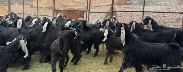 جفار مراح للمربي لا تفوته 0