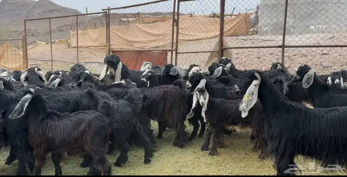 جفار مراح للمربي لا تفوته 1