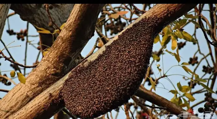 نحال ولدي المعرفه والخبره في النحل 1