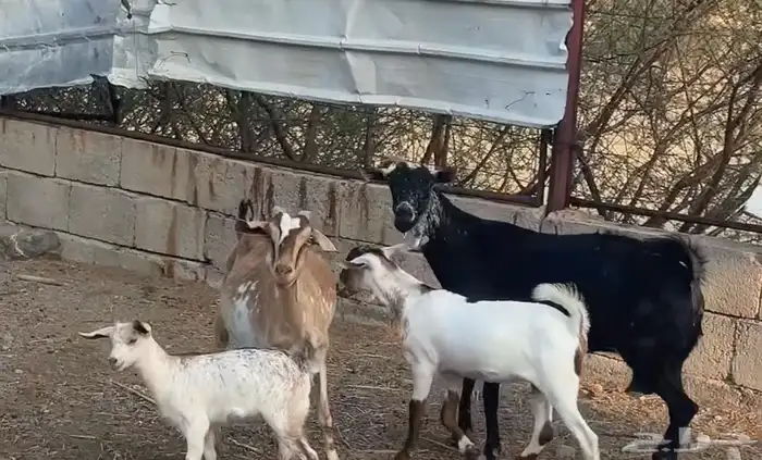 معزا عددها 4 معها خمسه 3