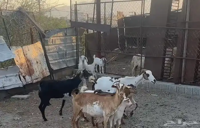 معزا عددها 4 معها خمسه 2