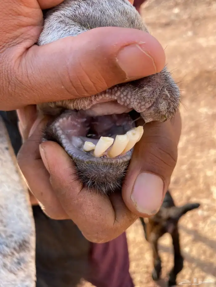 عنز حبشيه تحتها جفرة مزيونه(( تم البيع)) 4