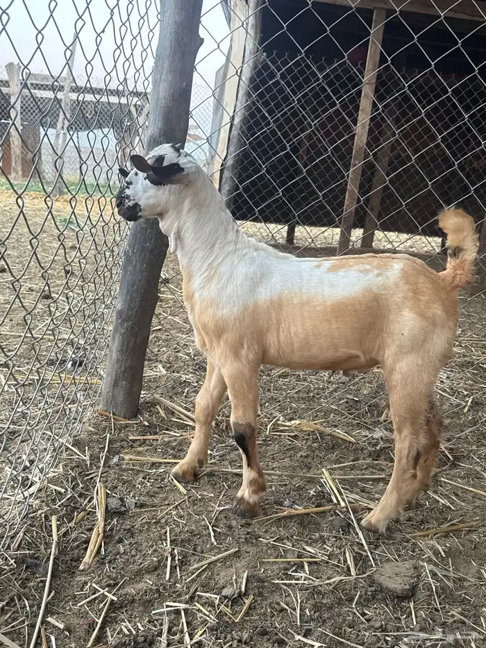 مشروع تيس بيشي فاخررر 1