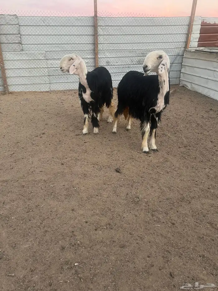 رخال نجد صنف 0