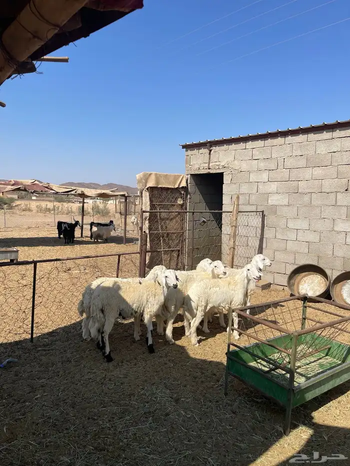 طليان حري  جبر 0