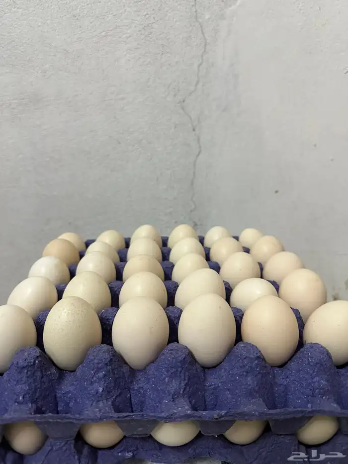 بيض دجاج بلدي طازج 0