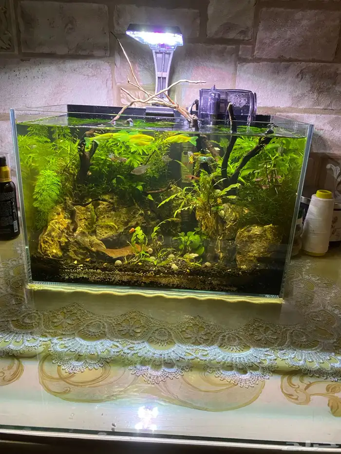 حوض مزوع متكامل منظر خيالي مع الاسماك 2