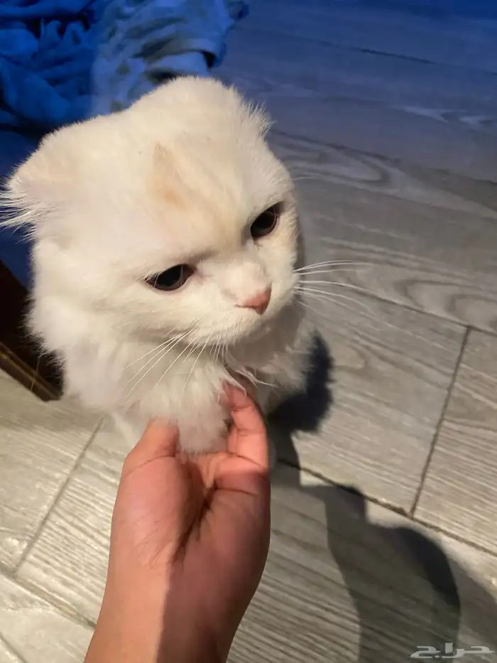 قطة للتبني 7