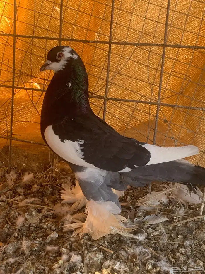 البيع ذكر نفاخ 5