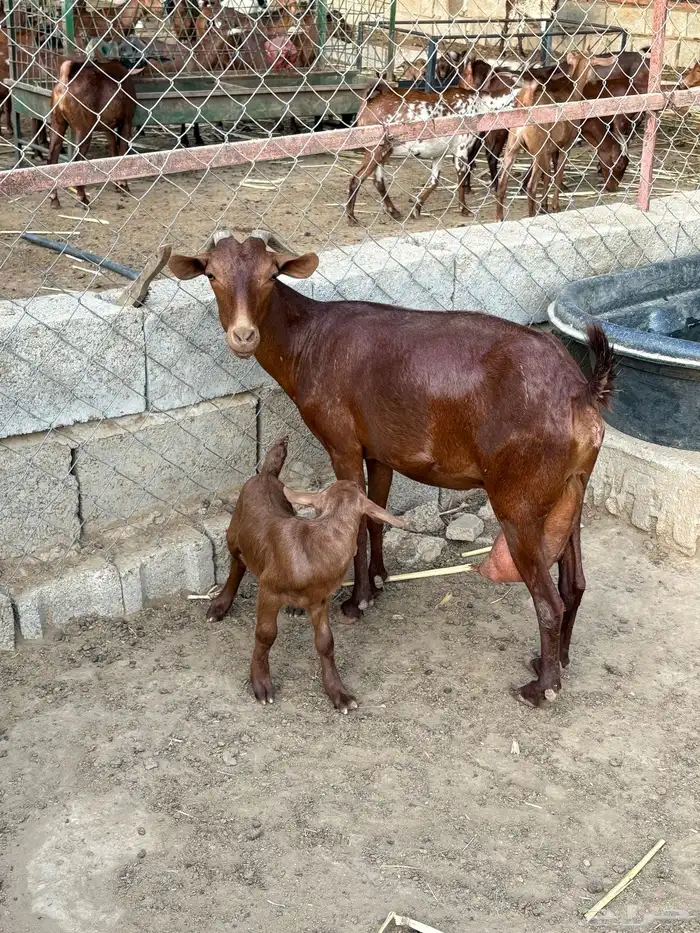 عنز بولده مشروطه ومطعمه الموقع الشقيق 1