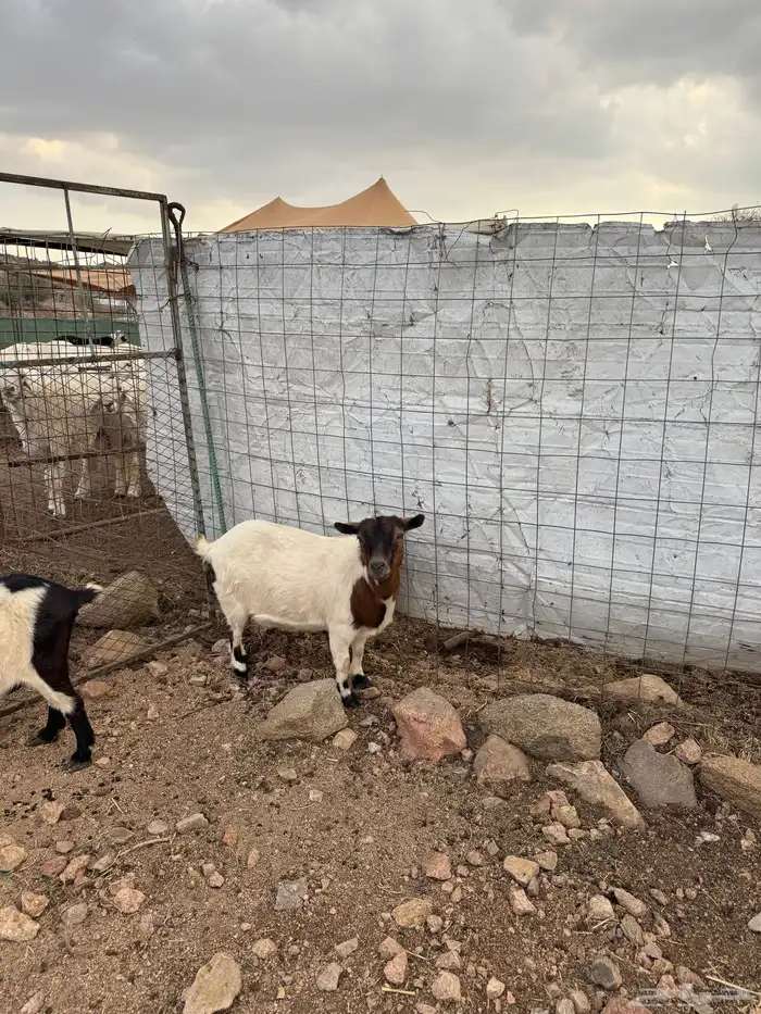 ماعز قزم تشيكي ( تم البيع ) 4