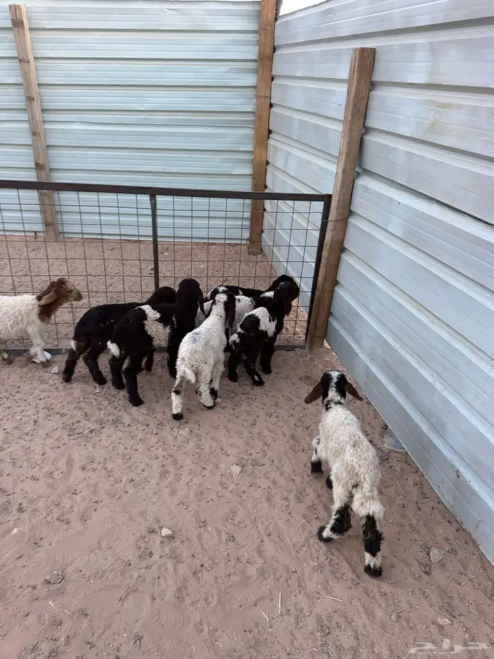 دواغير نعيم كبار العدد 8 4