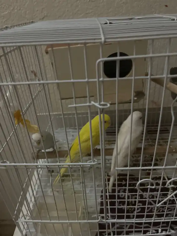 عصافير للبيع طيور الحب 0