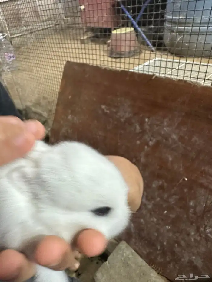 الارانب قزم زوج 200 واحد150 1