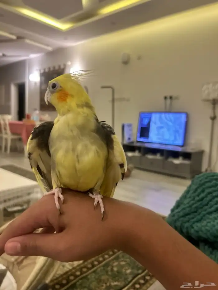 عصفور كروان 1