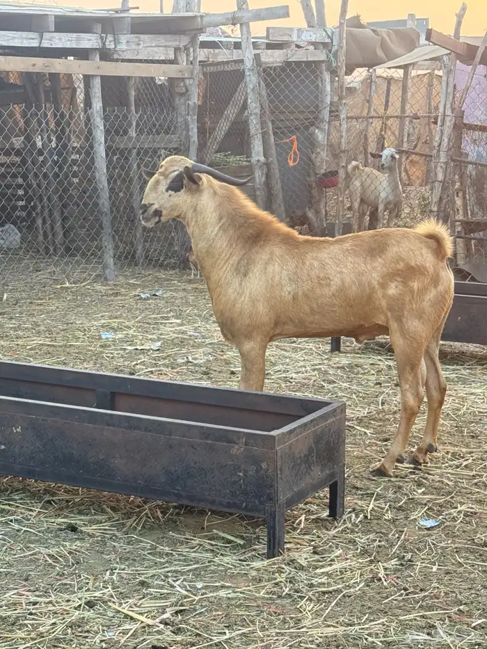 مشروع تيس بيشي فاخررر 2