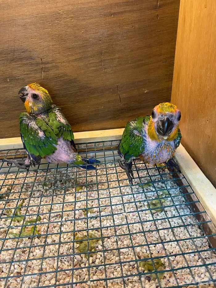 فروخ كنيور جنداى 1