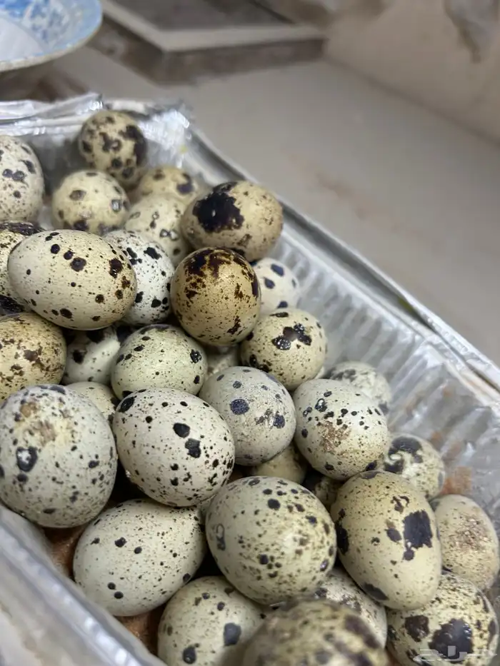 بيض سمان تكساس. تم البيع تم البيع 2