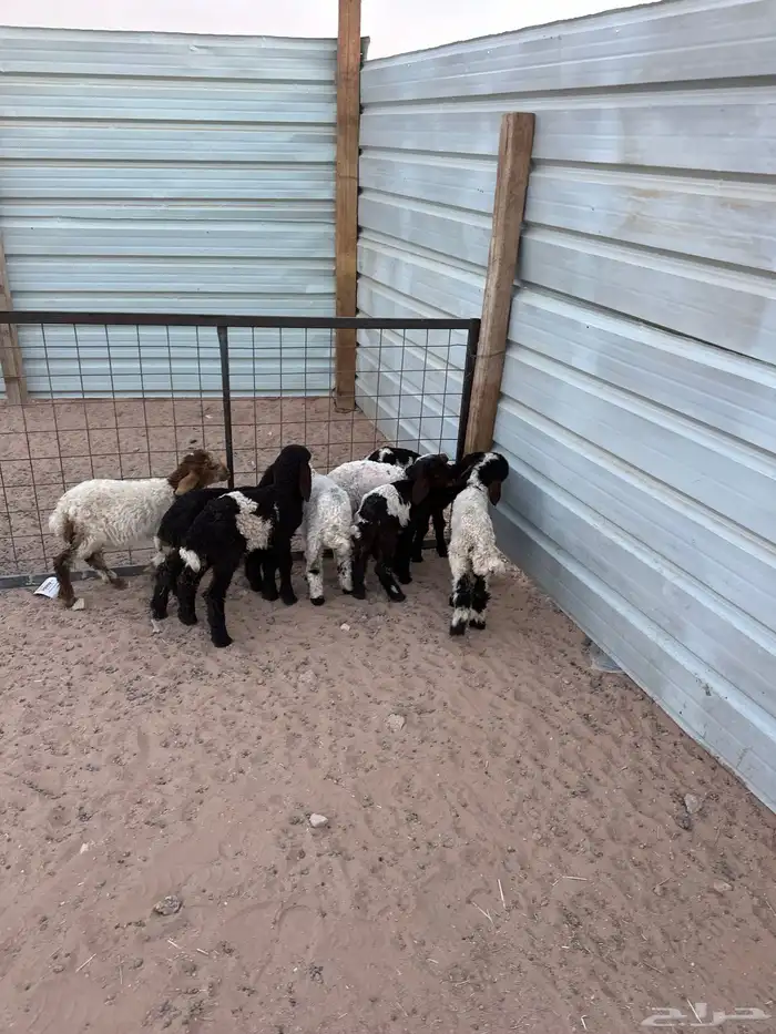 دواغير نعيم كبار العدد 8 2