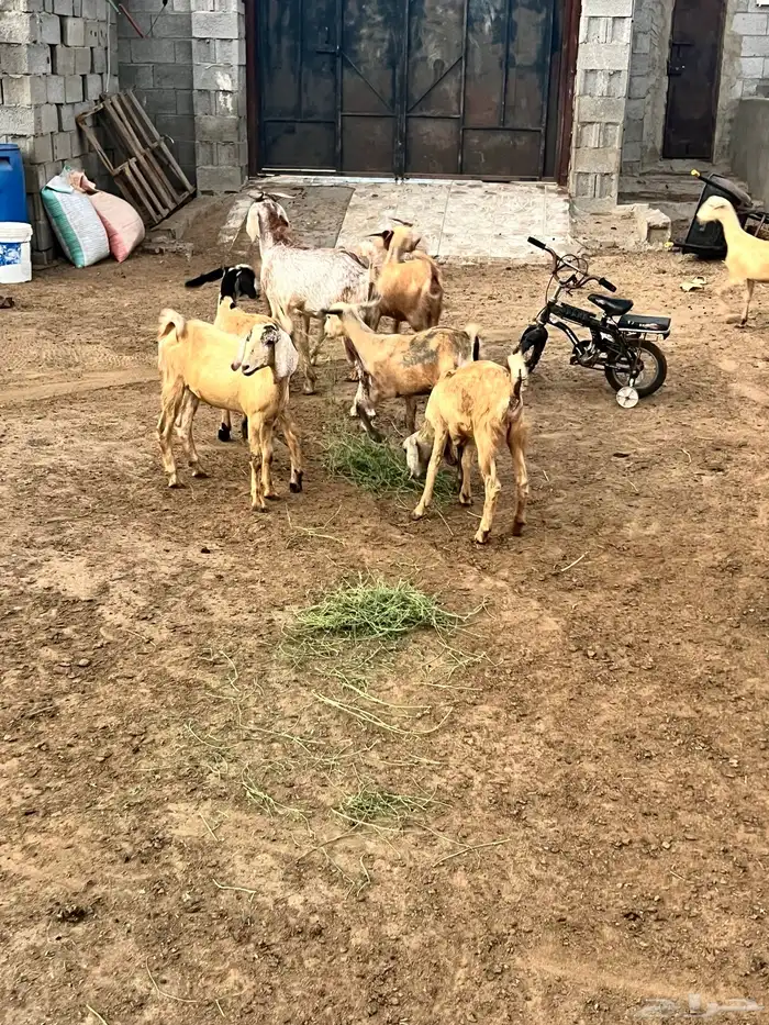 جفرات ومشروع فحل للبيع 7