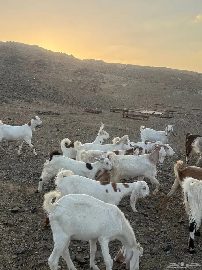 معزاء دفع للبيع 1