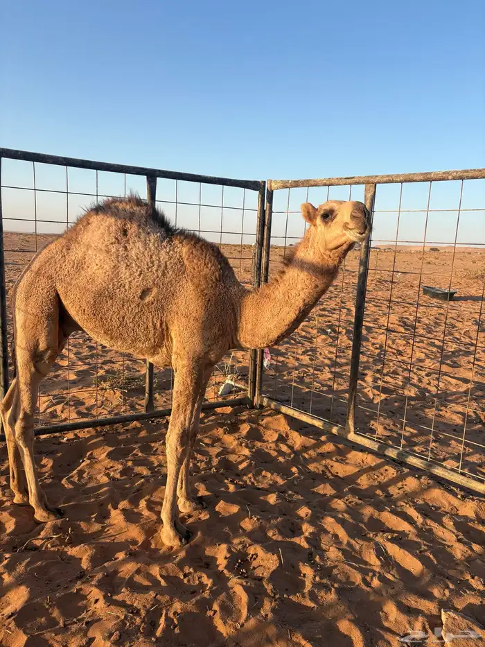 حاشي. طايش 2