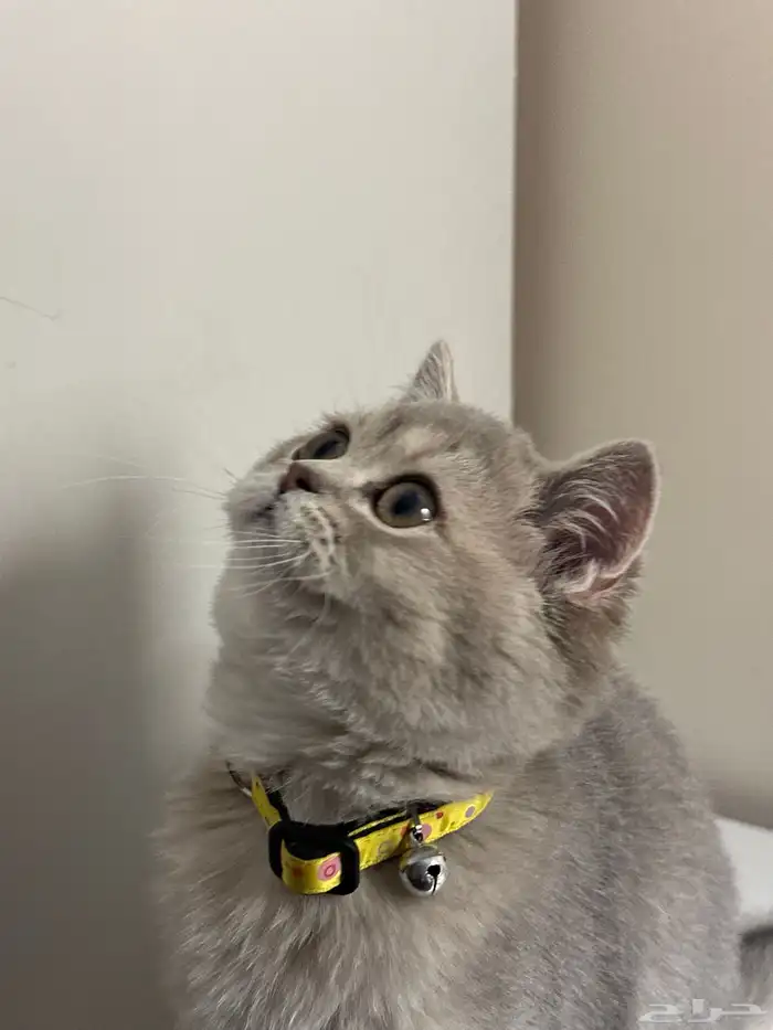 للبيع قطة سكوتش ستريت - British Mix 6