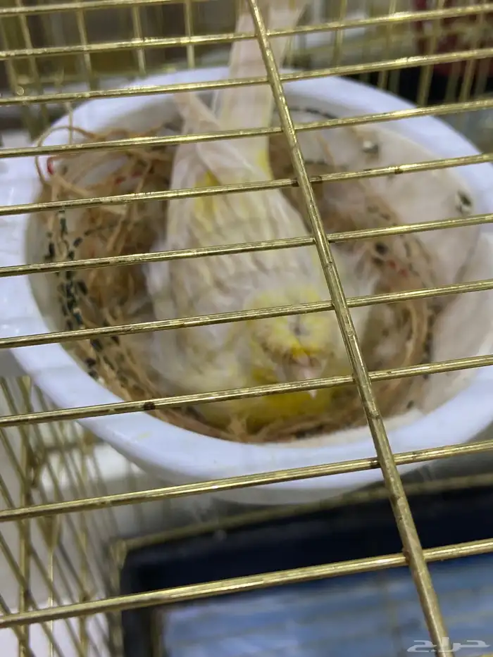 انثي كناري 3