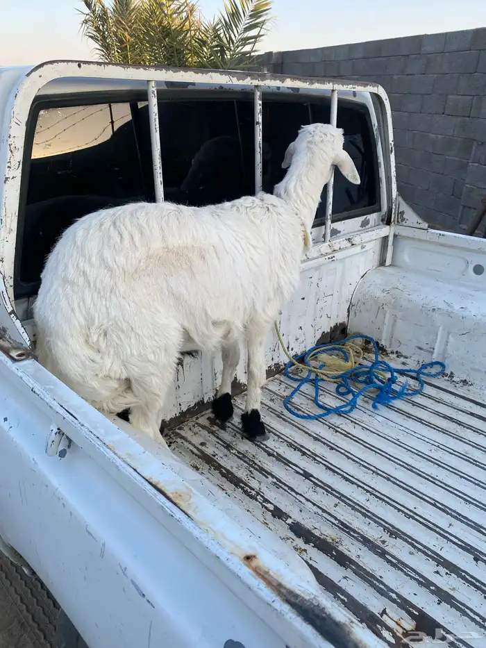 طلي فل شحم 0