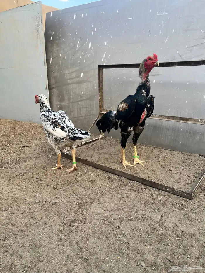 فروخ شامو ياباني 5