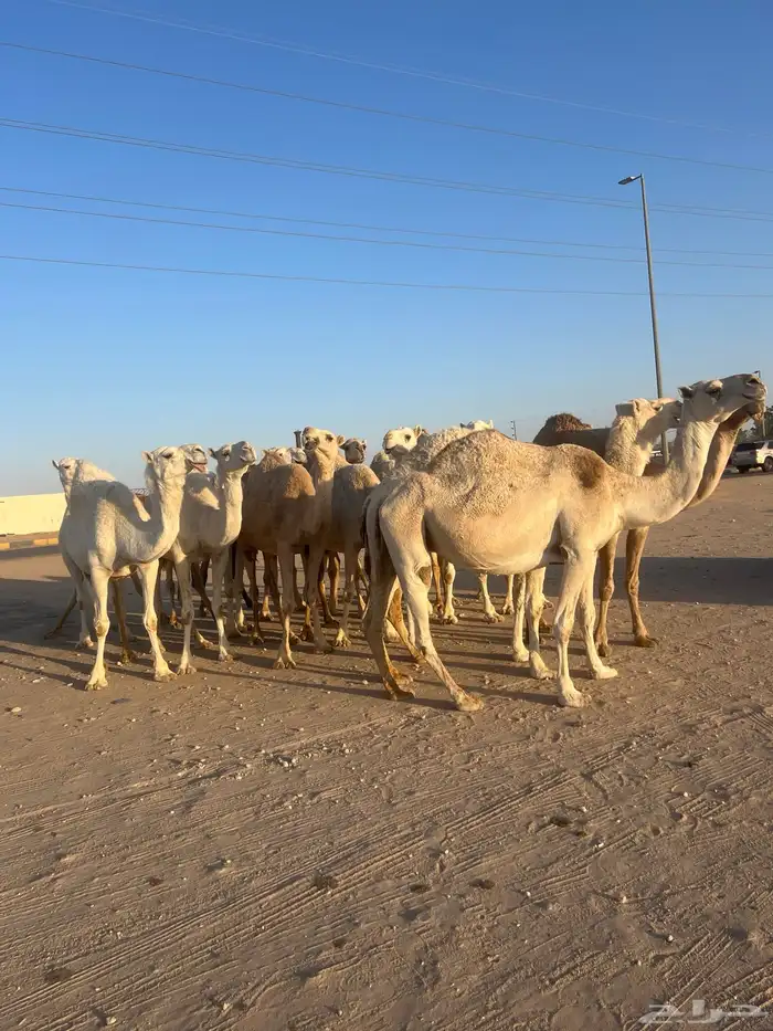 انياق القحات العدد 15 للبيع 0